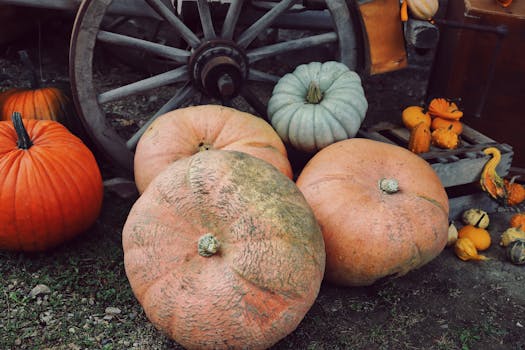 a vibrant pumpkin soup