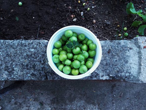 bountiful harvest from a community garden