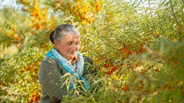 maca root powder and sea buckthorn berries