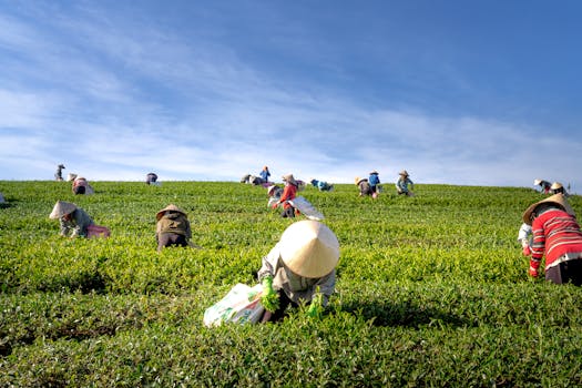 farmers working in a field