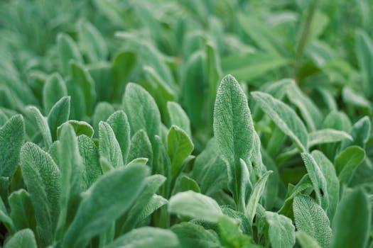 herbs growing in a garden