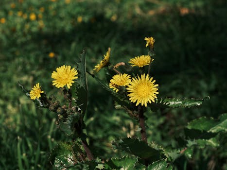 fresh dandelion leaves