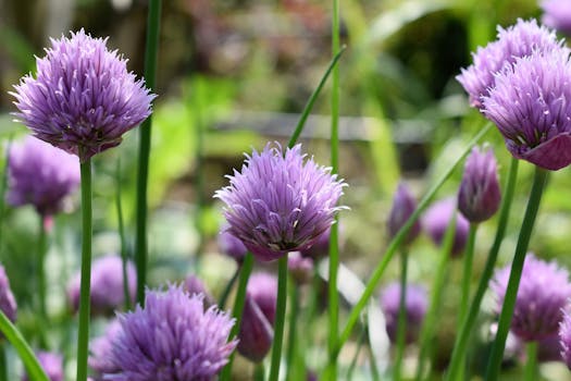 fresh herbs in a garden